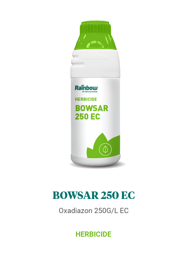 Bowsar 250 EC Rainbow