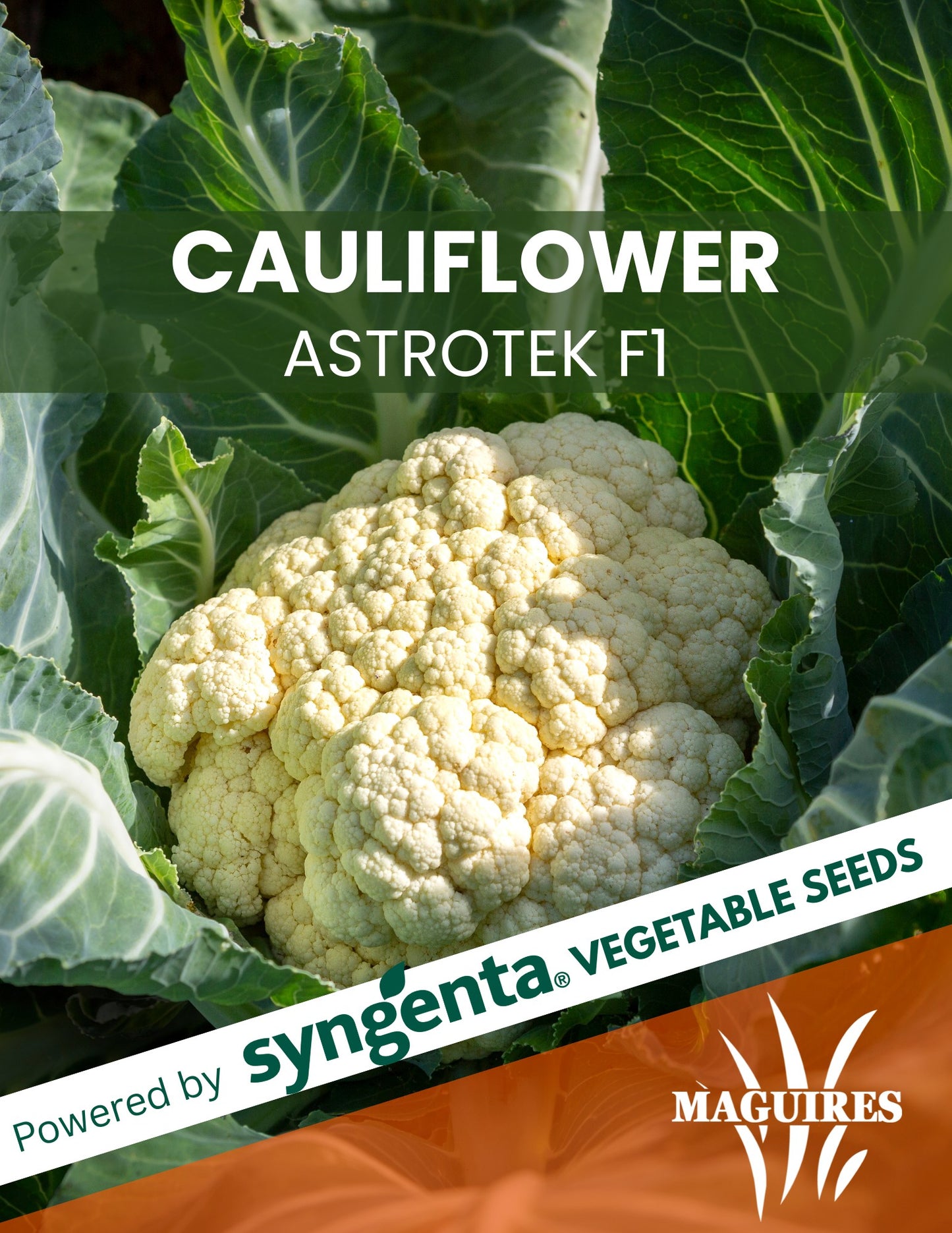 Cauliflower Astrotek F1