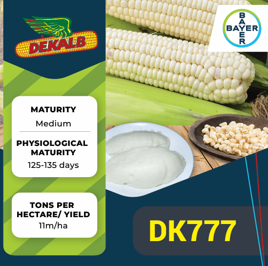 Dekalb© DK777 Bayer