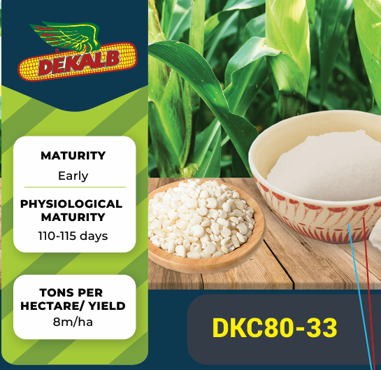 Dekalb© DKC80-33 Bayer