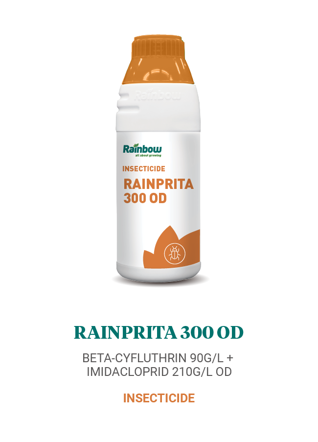 Rainprita 300 OD Rainbow