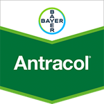 Antracol® 70 WP Bayer