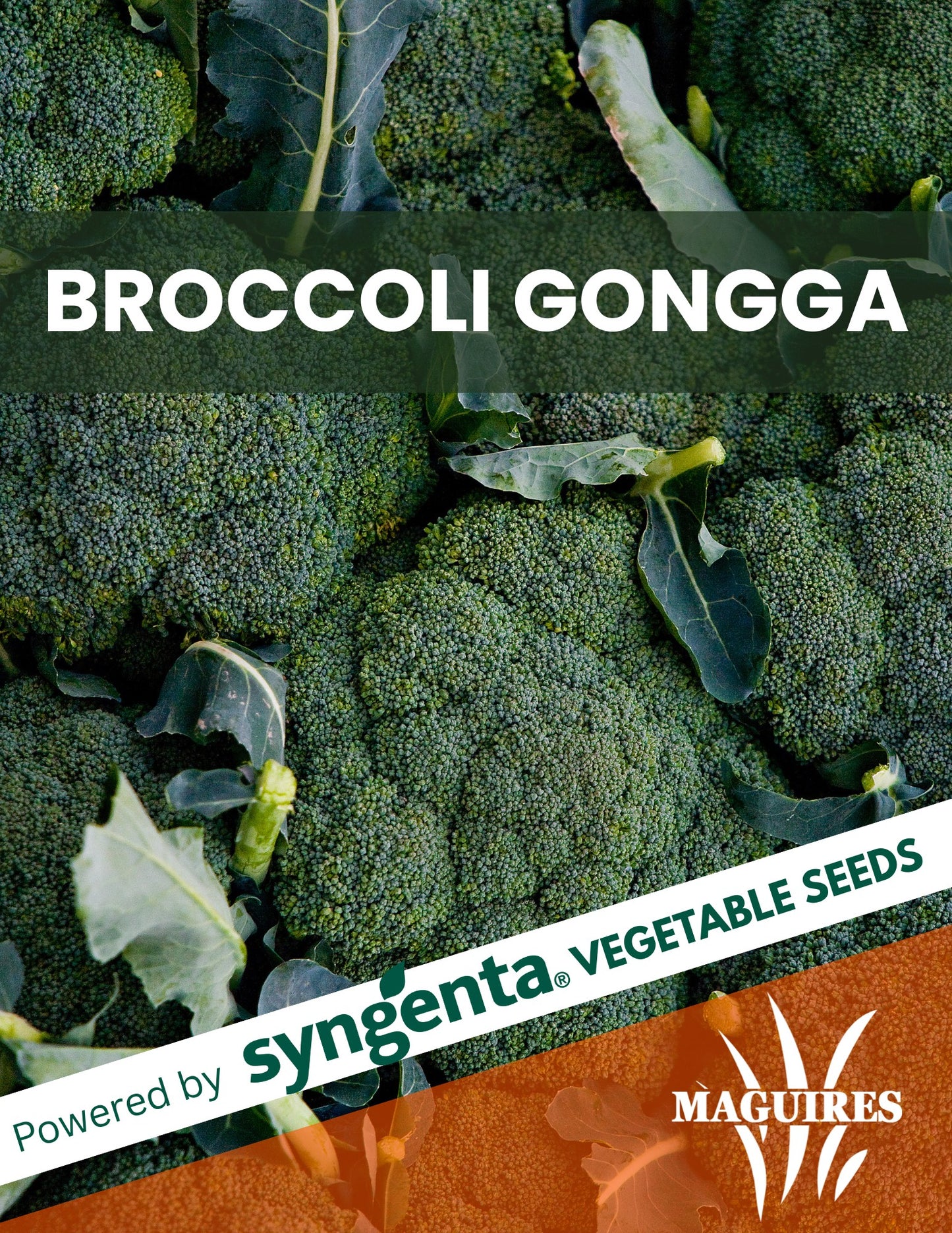 Broccoli Gonga