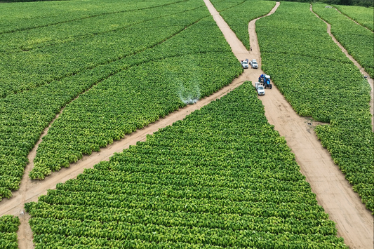 Drone spraying pesticide over green tobacco crops with support vehicles on dirt road in agricultural field