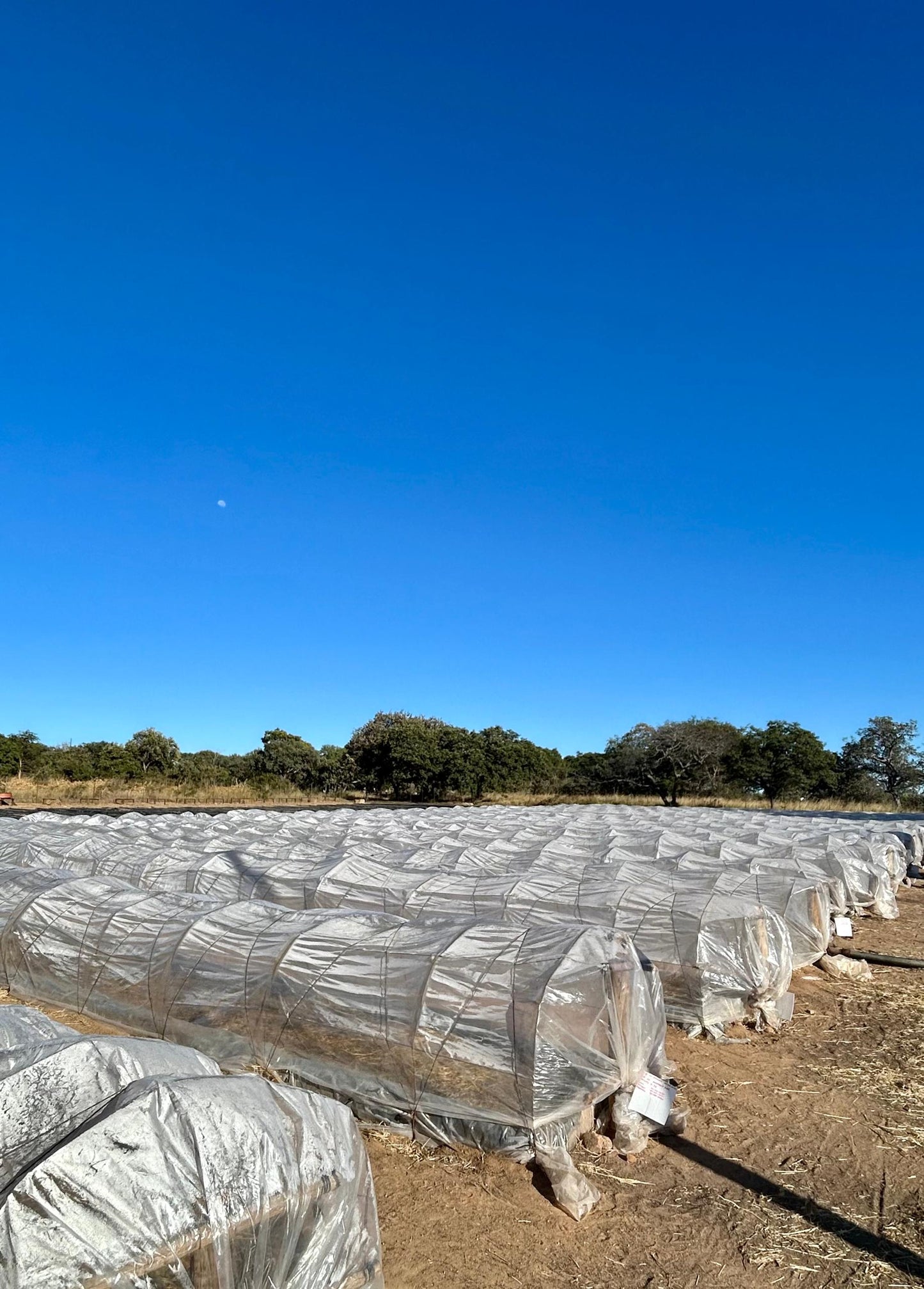 Seedbed Covers CLIMASEF