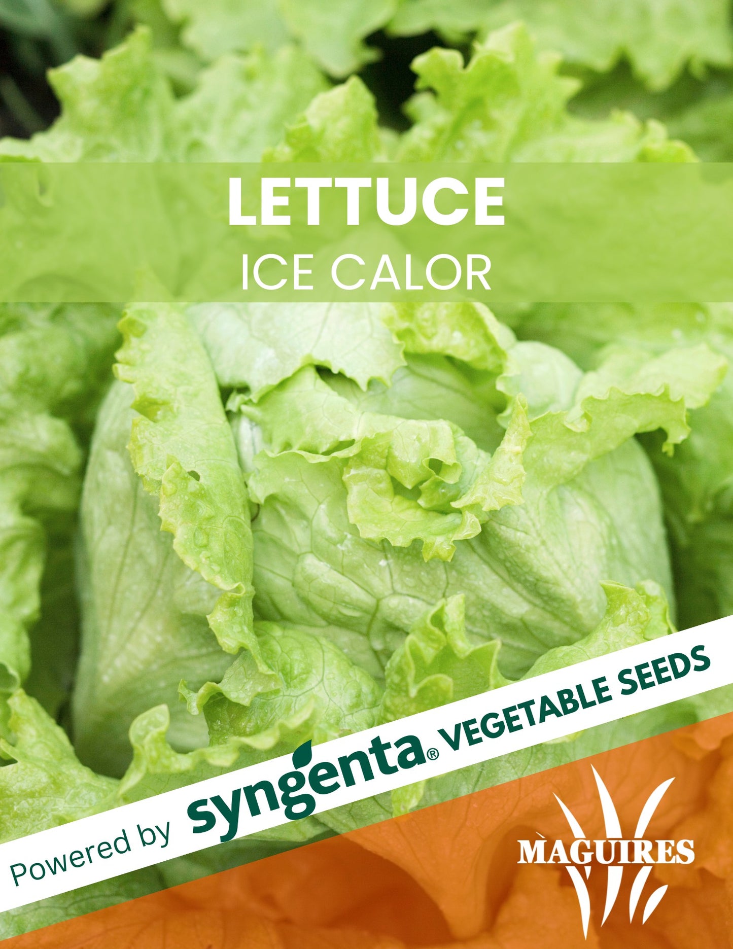 Iceberg Lettuce Ice Calor