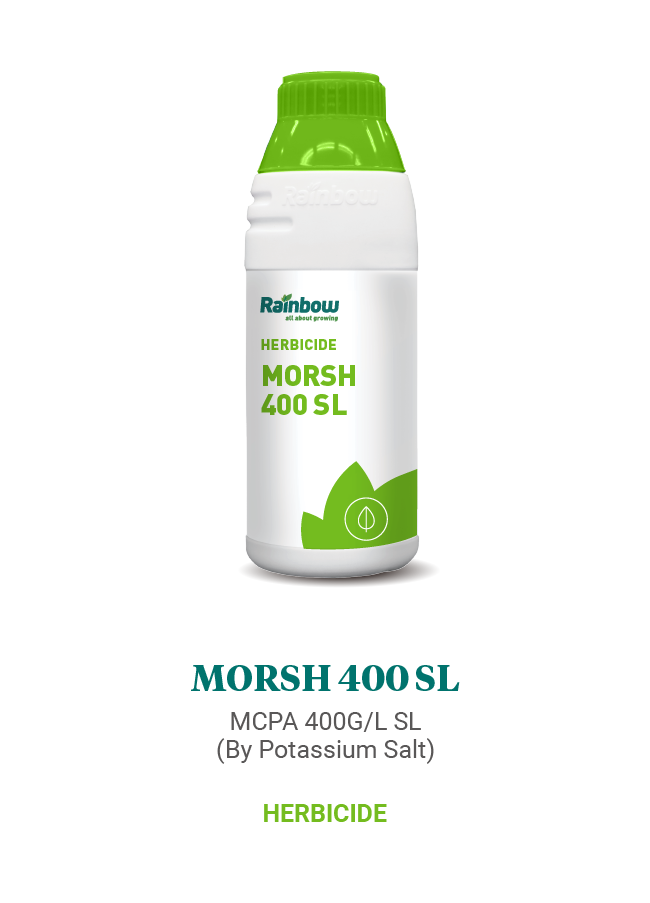 Morsh 400 SL Rainbow