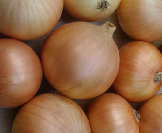 K2, Onion Seed, Capricio