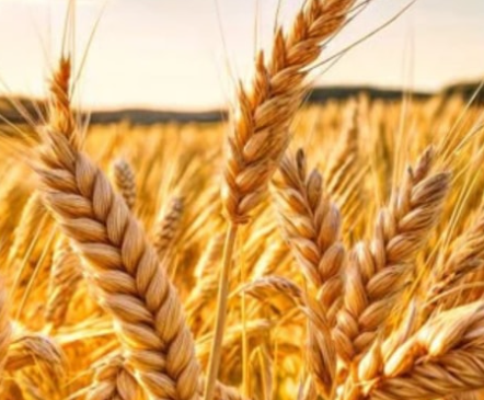 K2, Wheat Seed, Martail
