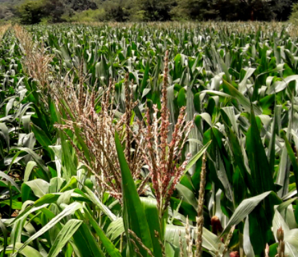 Mukwa Mukushi