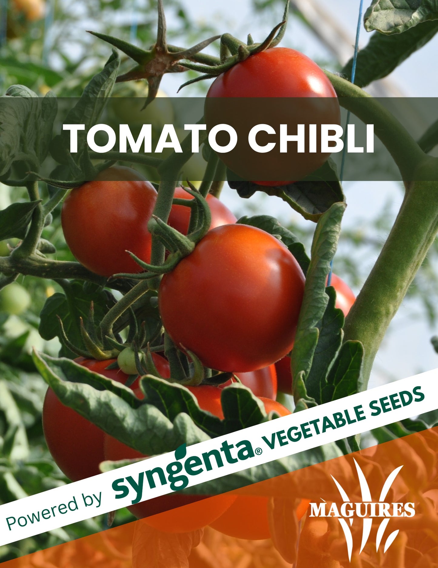 Tomato Chibli