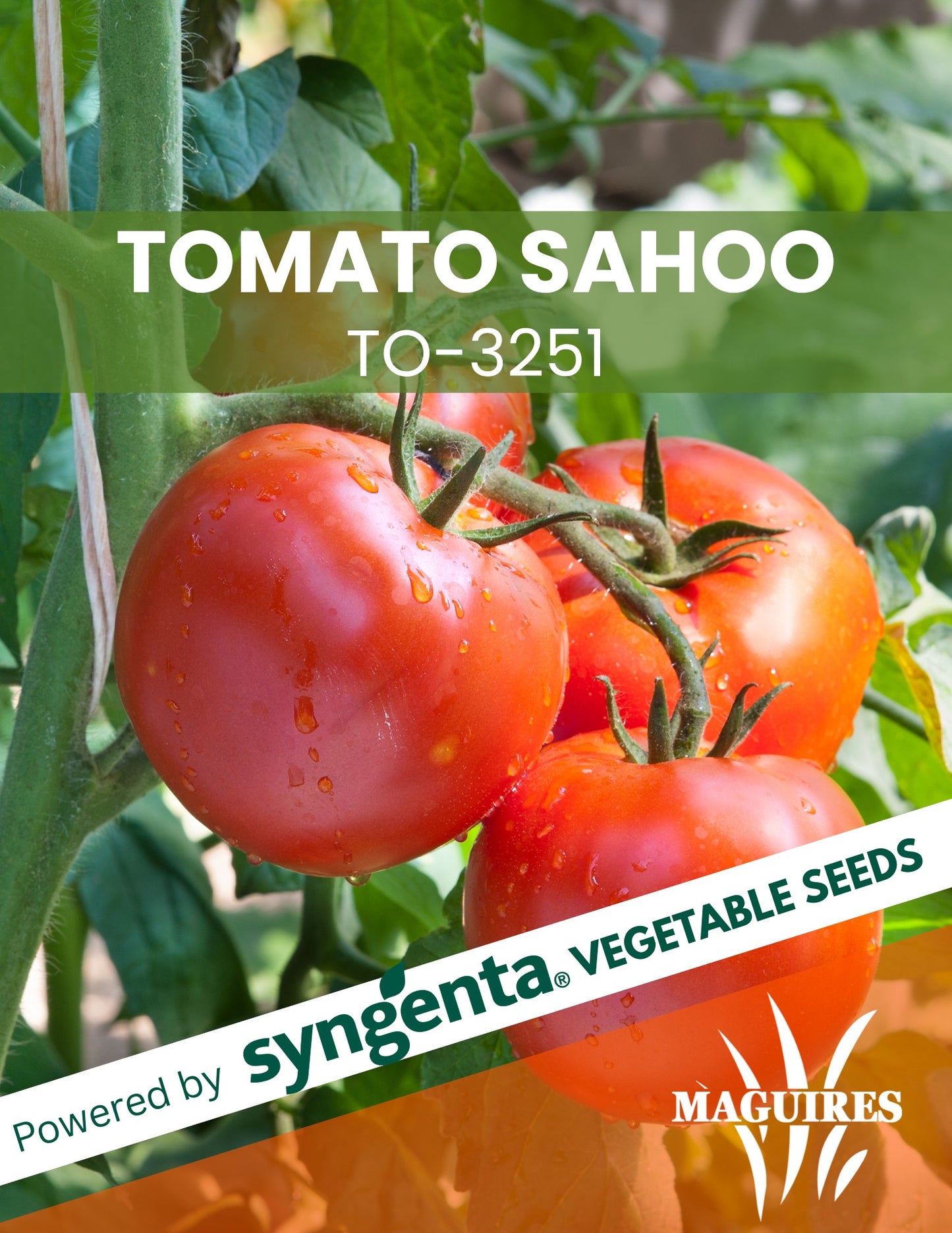 Tomato Sahoo (TO-3251)