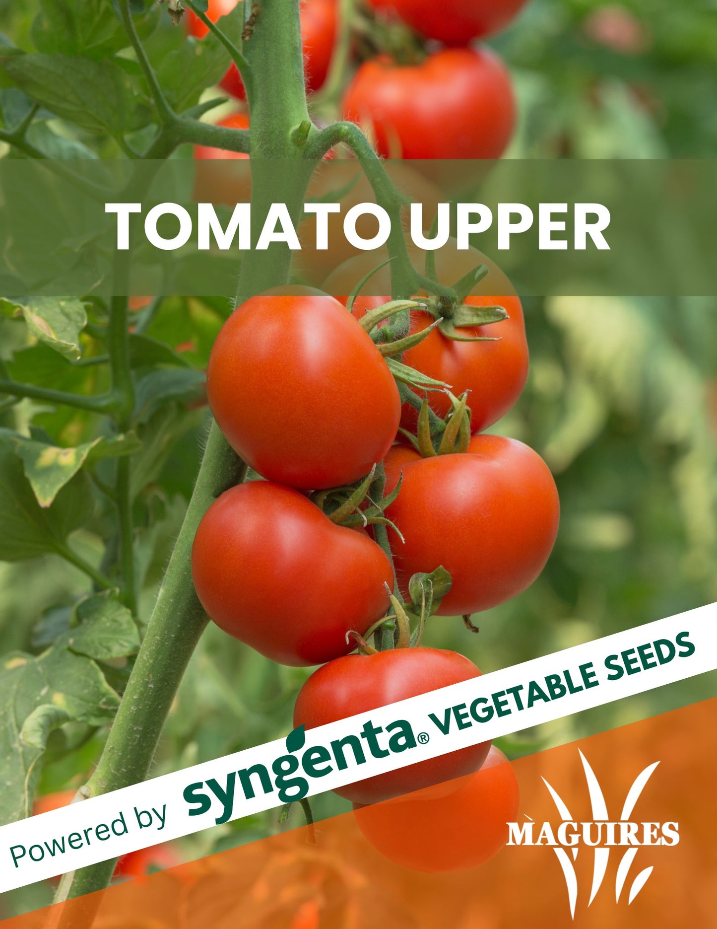 Tomato Upper