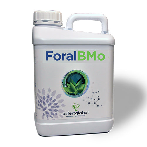 Foral BMo Dux Agri