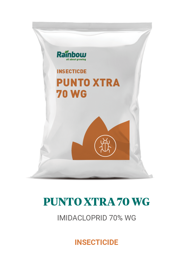 Punto Xtra 70 WG Rainbow