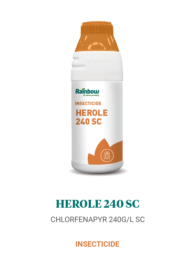 Herole 240 SC Rainbow
