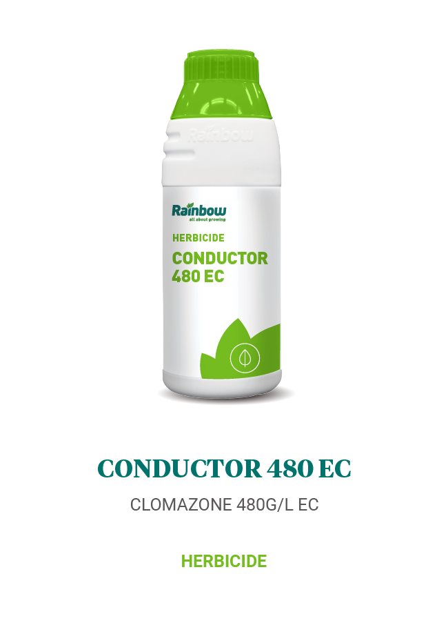 Conductor 480 EC Rainbow