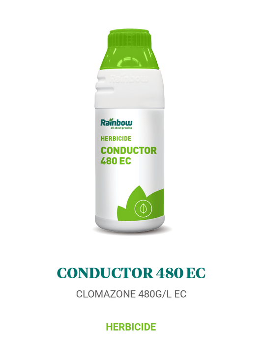 Conductor 480 EC Rainbow